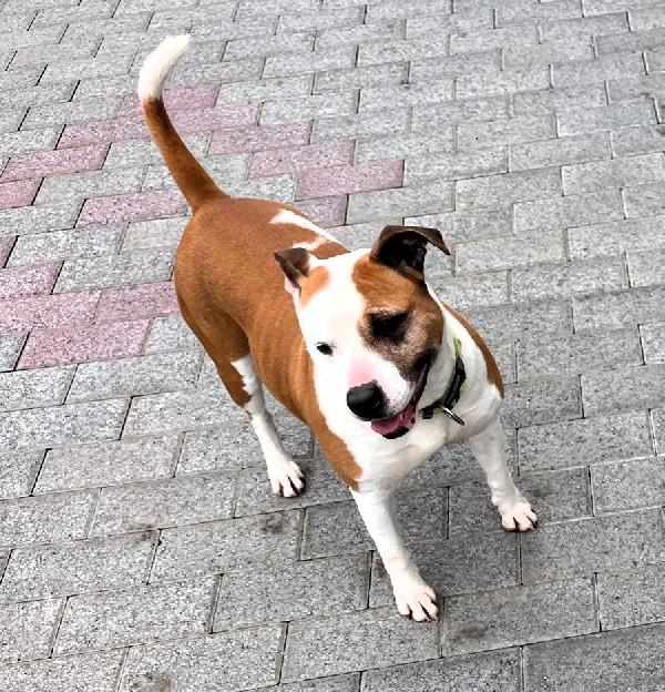 MAYA BELLISSIMA AMSTAFF Foto 5